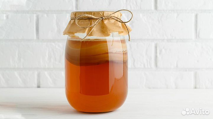 Чайный гриб. Комбуча