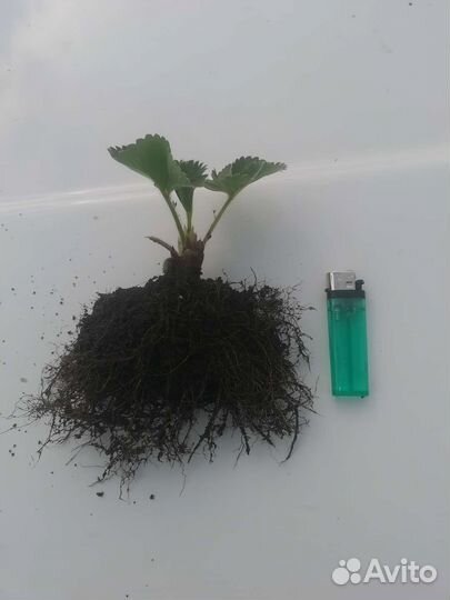 Рассада ремонтантной клубники Альбион