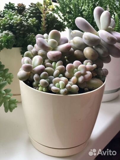 Комнатные растения суккуленты