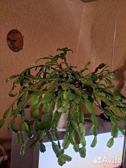 Декабристы