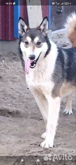 Сибирский хаски