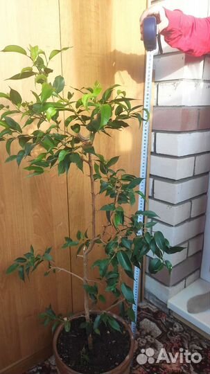 Фикус Бенджамина