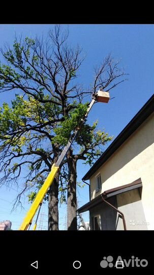 Спил деревьев любои сложности