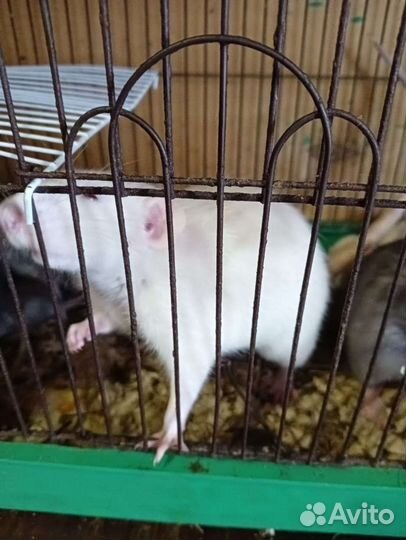 Крыса дамбо