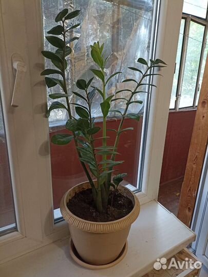 Замиокулькас