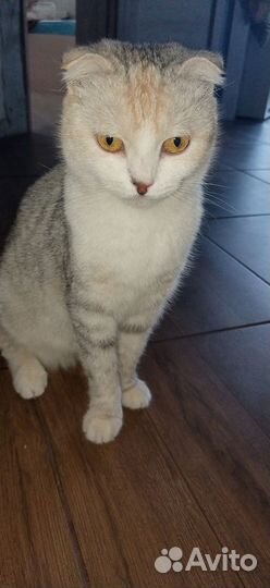 Шотландские вислоухие котята