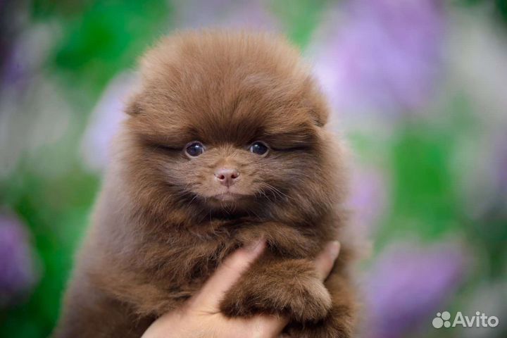 Померанский шпиц