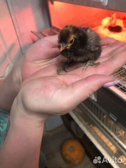 Инкубационное яйцо кур павловское золото