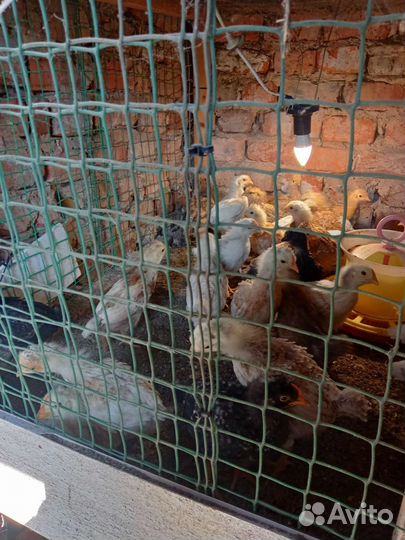 Цыплята подрощенные