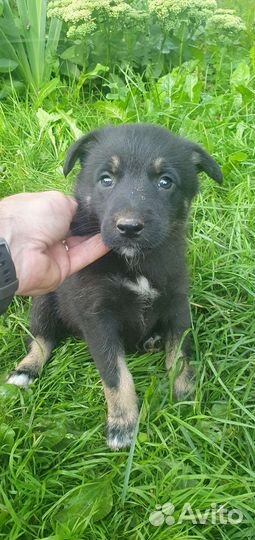 Щенки хаски