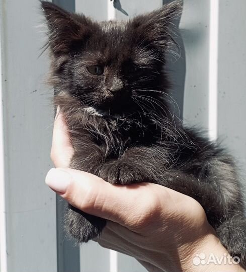 Лапушки-девчонки