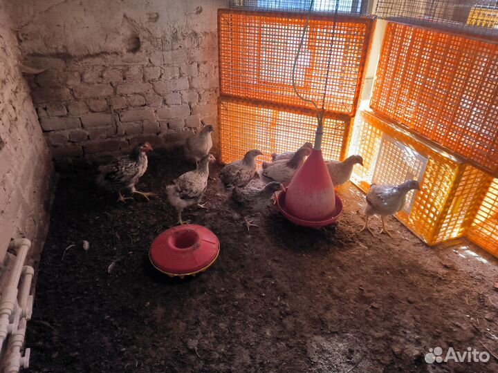 Куры молодки Мастер Грей