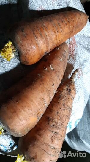 Продам картофель,морковь доставка