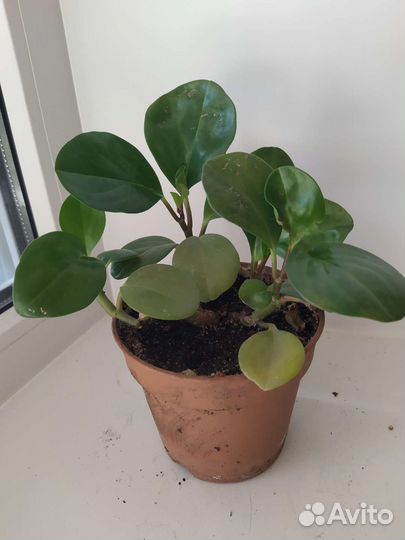 Сансивиерия и другие цветы