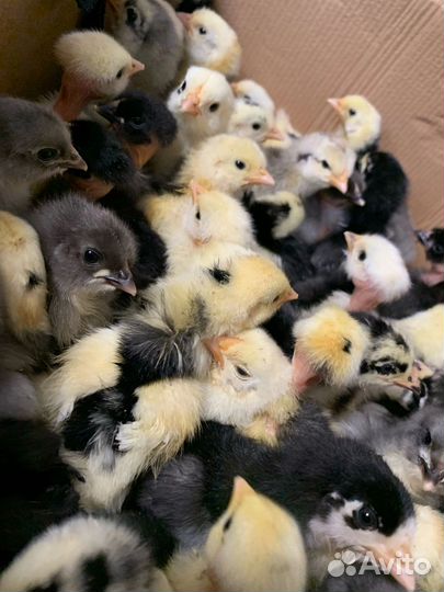 Цыплята