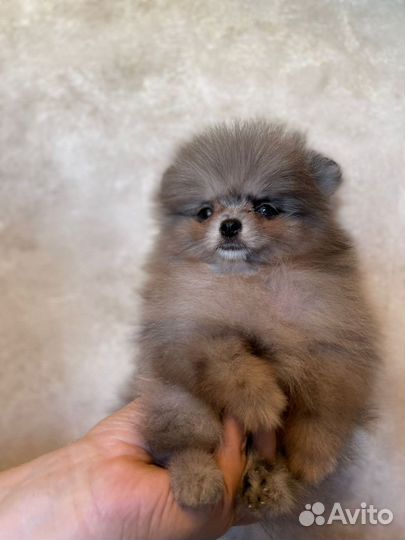 Померанский шпиц