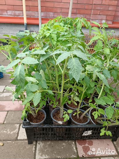 Рассада помидор