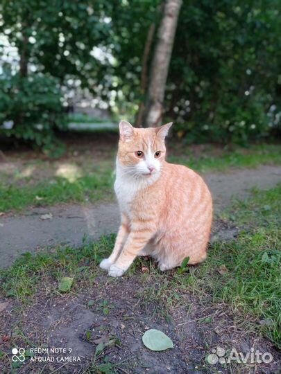 Кот рыжик, ищет дом