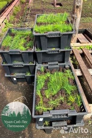 Зкс Сосна сеянцы Ели Лиственницы окс Голуб Горная