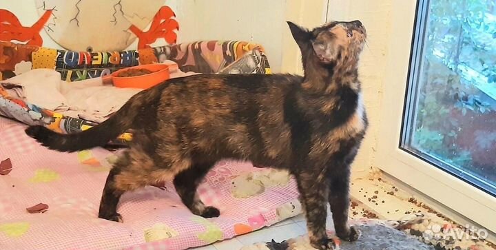 Грациозная Астрочка