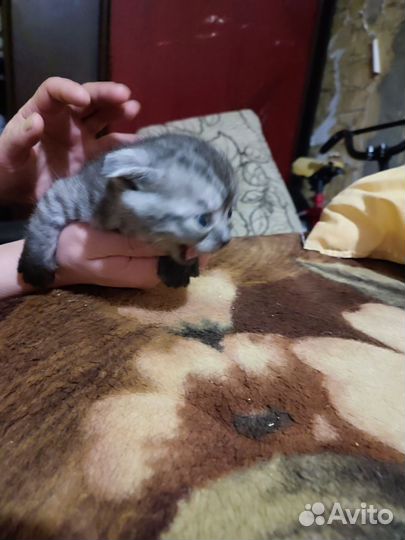 Котята, веслухие британцы