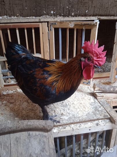 Петух Маран черно медный