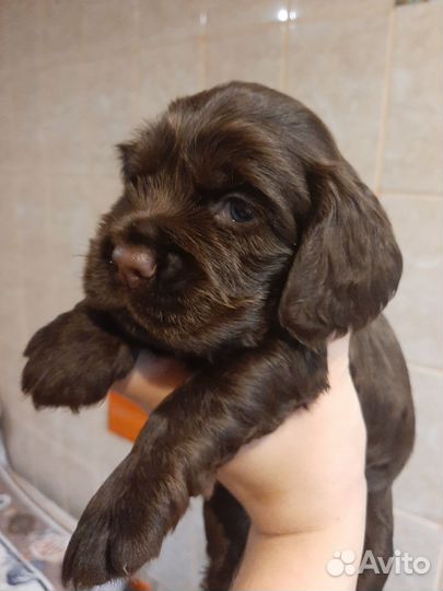 Щенки английский кокер спаниель