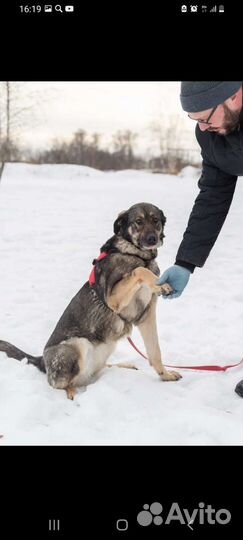Собака ждёт хозяина в приюте