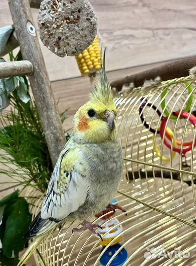 Попугай корелла