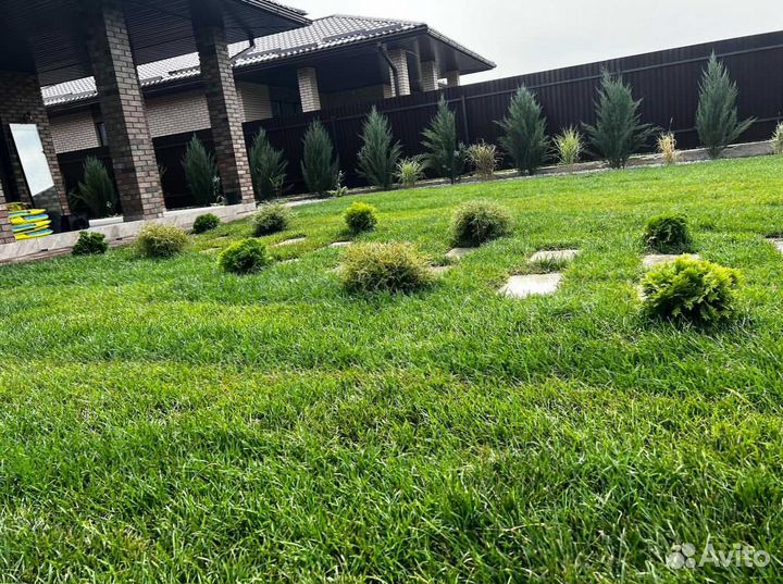 Рулонный газон