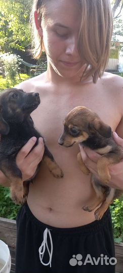 Щенки от маленькой собоки бесплатно