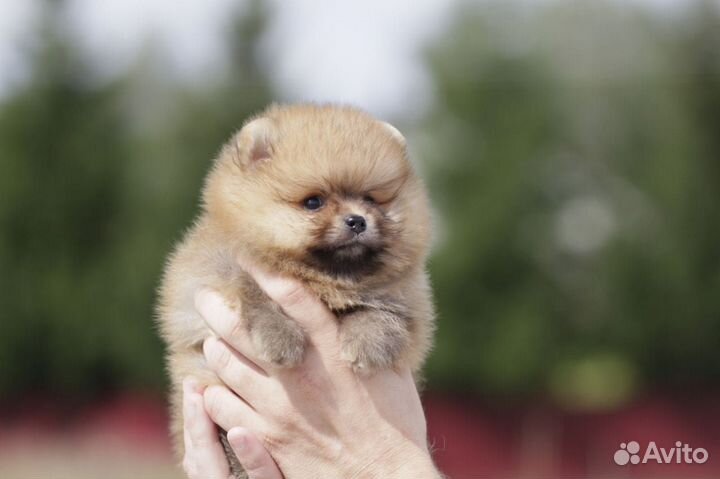 Мальчик мини