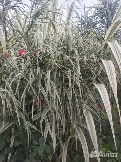 Чудесное растение