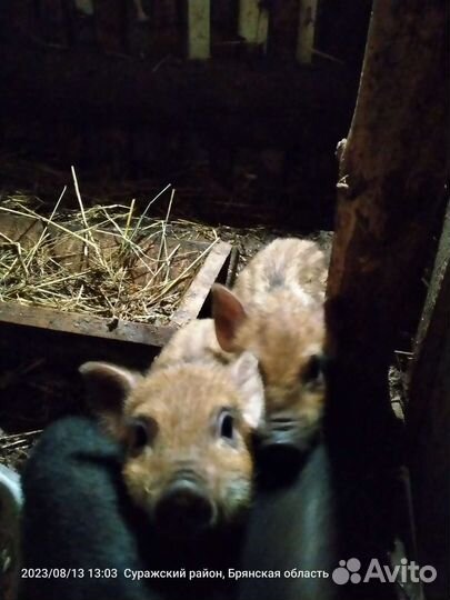 Поросята