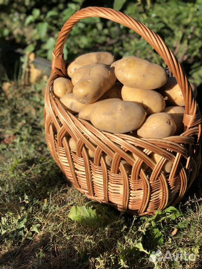 Картошка оптом