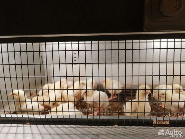Цыплята бройлеры суточные и подрощенные
