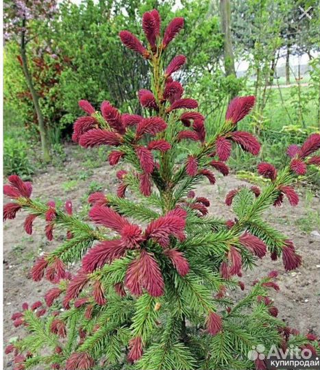 Ель круэнта,Ридал