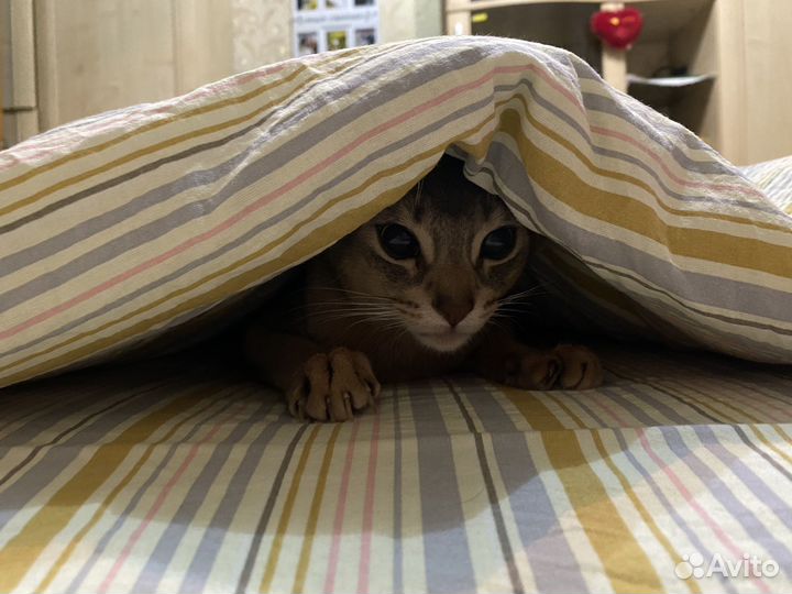 Абиссинский кот