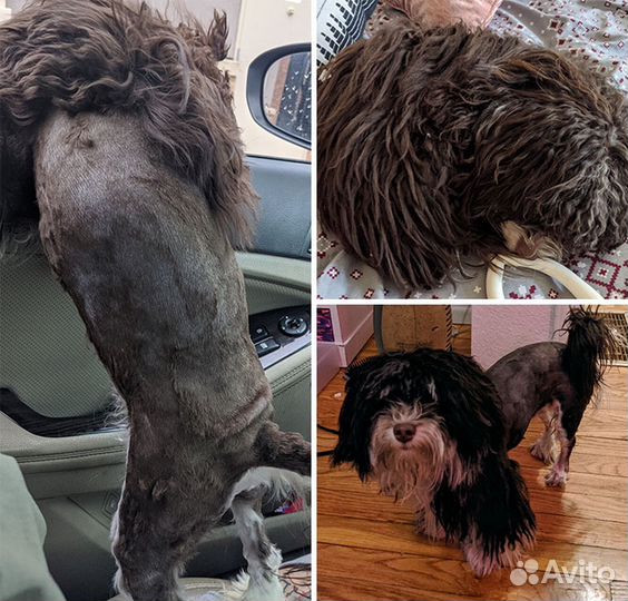 Грумер на дом, стрижка собак