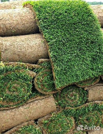 Рулонный газон