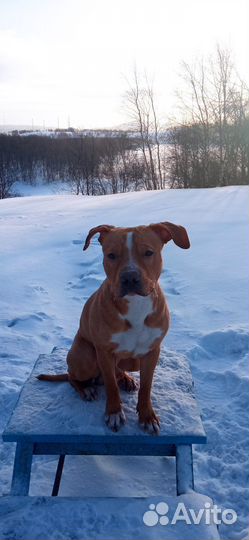 Американский питбультерьер для вязки