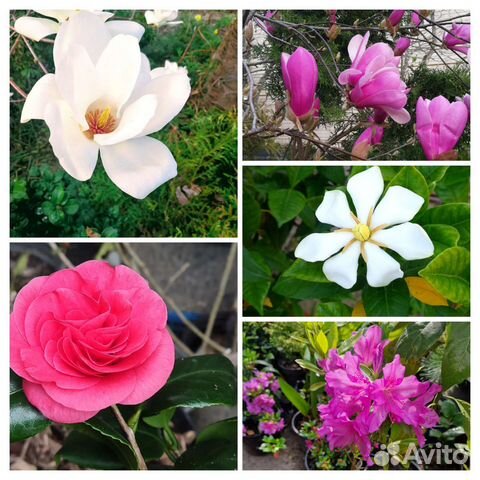 Камелии, магнолии, азалии, гардении