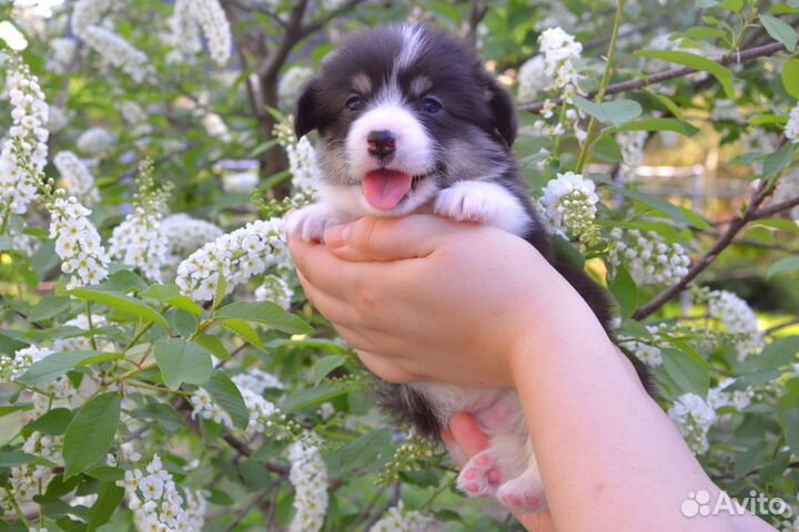 Щенки вельш корги пемброк