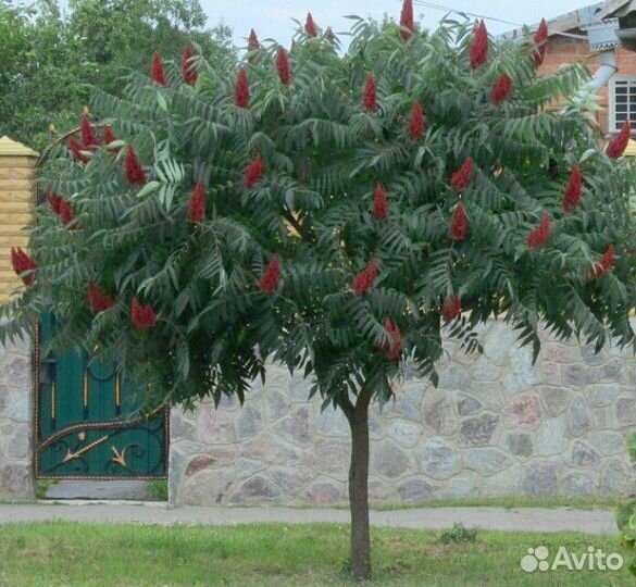 Растение дерево Сумах