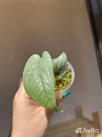 Амидриум, монстера альбо, дубиа