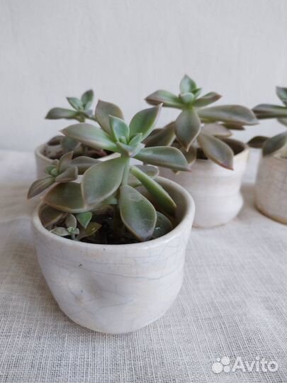 Суккуленты