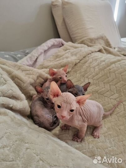 Донской сфинкс котята