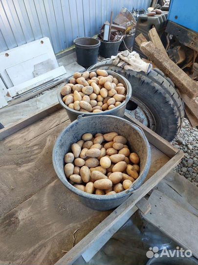 Картофель голландка