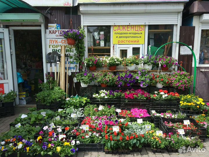 Рассада овощей и цветов