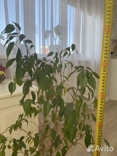 Фикус бенджамина в кашпо